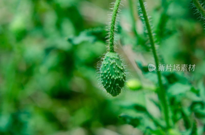 一朵虞美人花苞特写