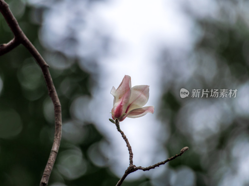 绽放的宝华玉兰花