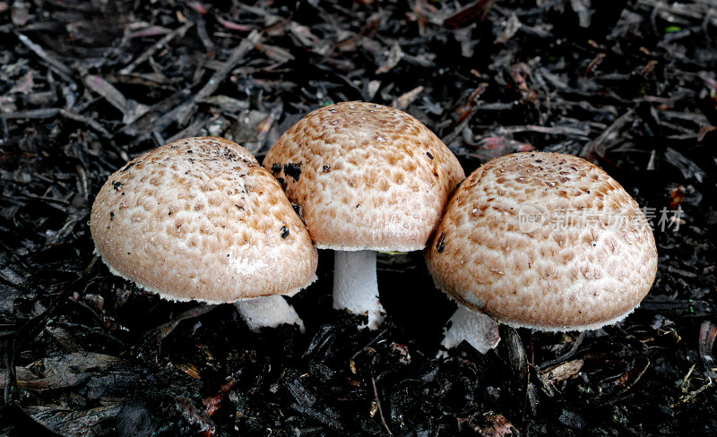 野生菌蘑菇生长环境菌类山菌