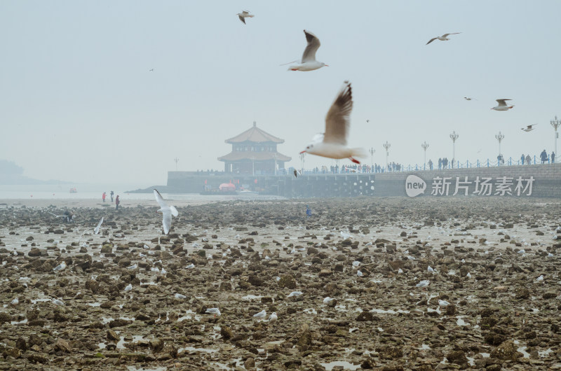 青岛海滩上飞过的海鸥