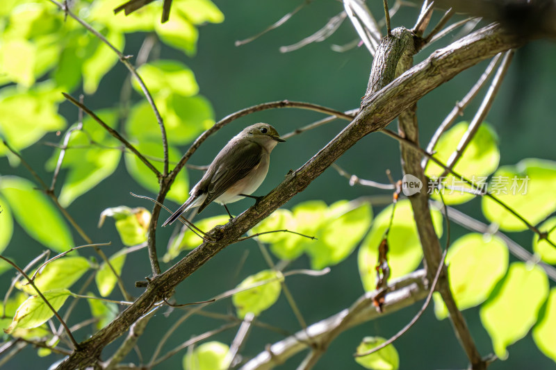 红喉姫鹟（Ficedula parva）