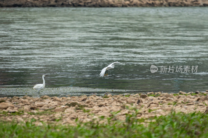 河边白鹭在石滩活动场景