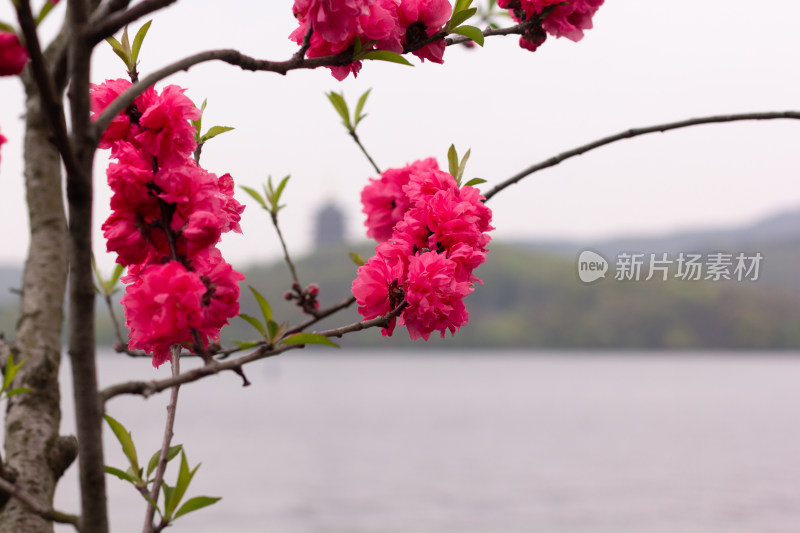 粉色桃花盛开的树枝近景