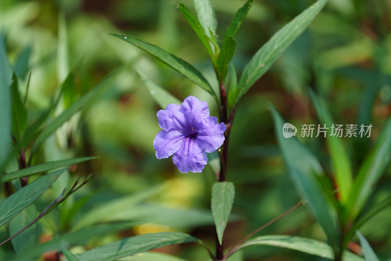 户外盛开的蓝花草