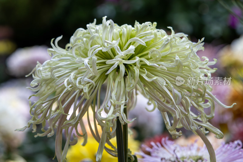 轻盈飘逸卷曲的绿白色菊花特写