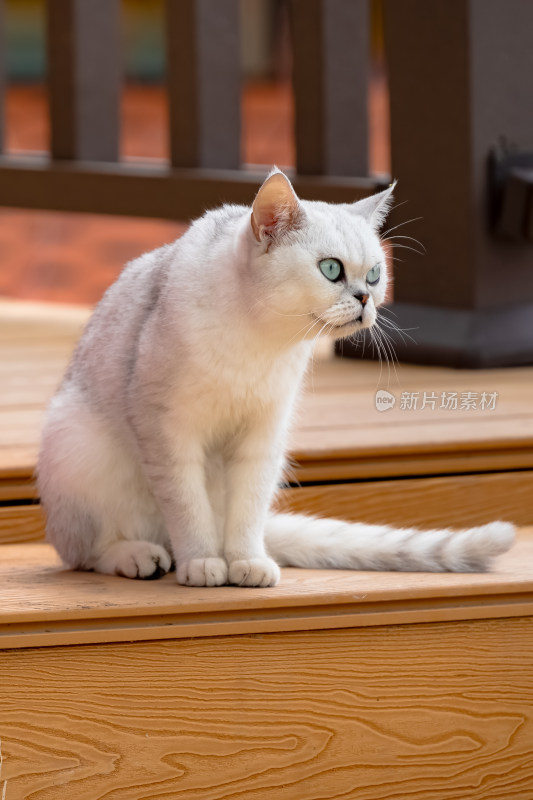 镜头中的英国短毛猫特写