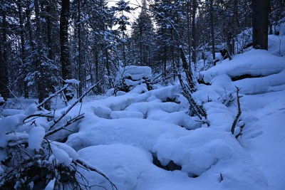 积雪覆盖的森林，一片银装素裹的景象