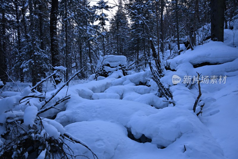 积雪覆盖的森林，一片银装素裹的景象