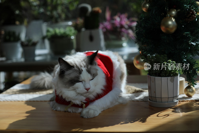 宠物摄影圣诞节的猫趴在桌子上