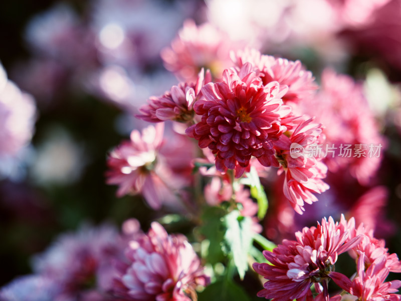 粉色菊花特写