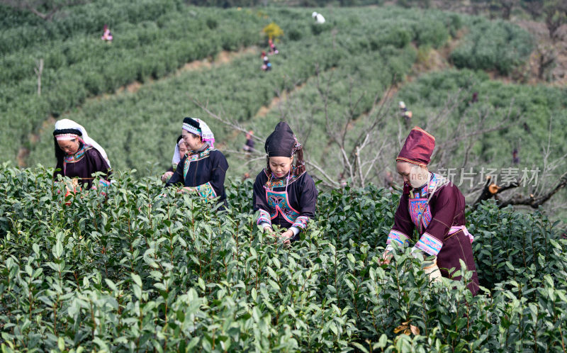 少数民族茶山采茶