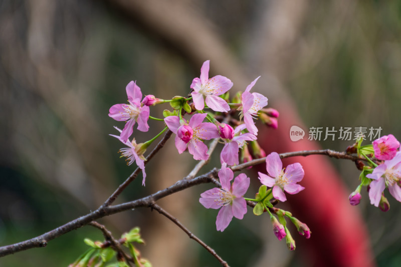 粉色樱花特写