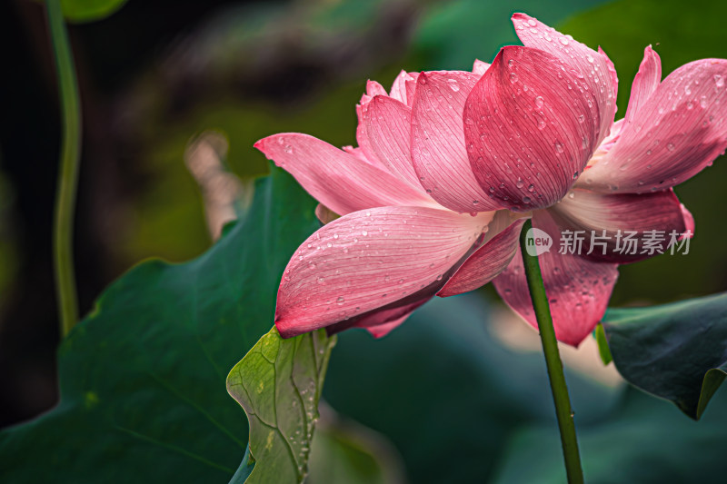 雨后荷花上的水珠