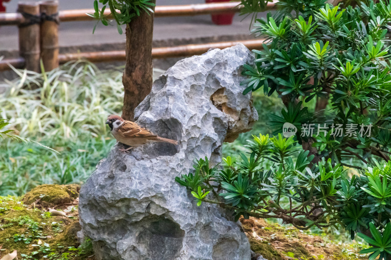 石头上的麻雀与绿植景观