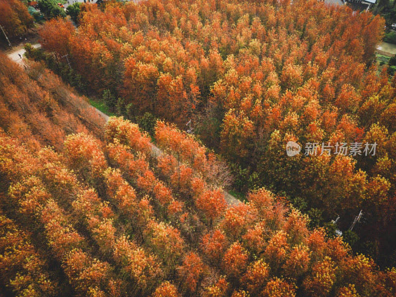 深秋秋天红枫叶航拍风景