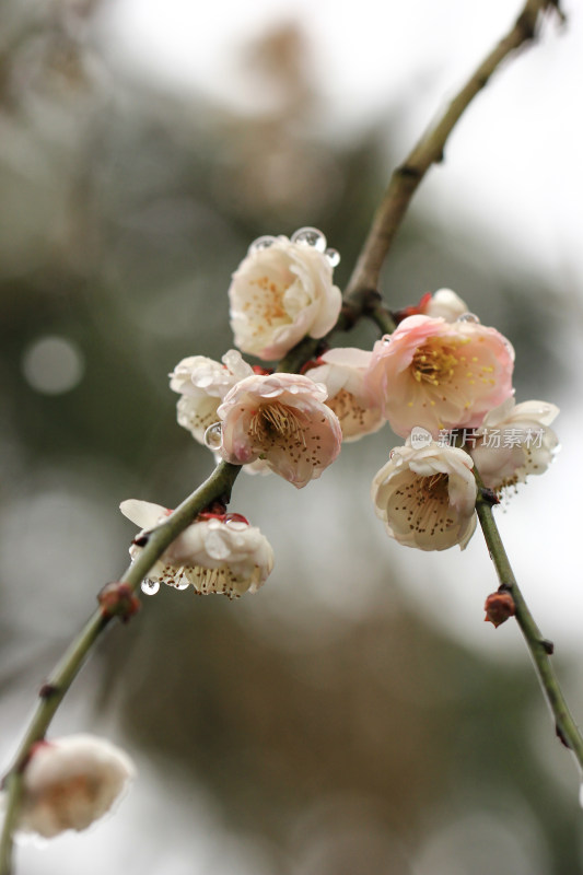 春天白色梅花盛开