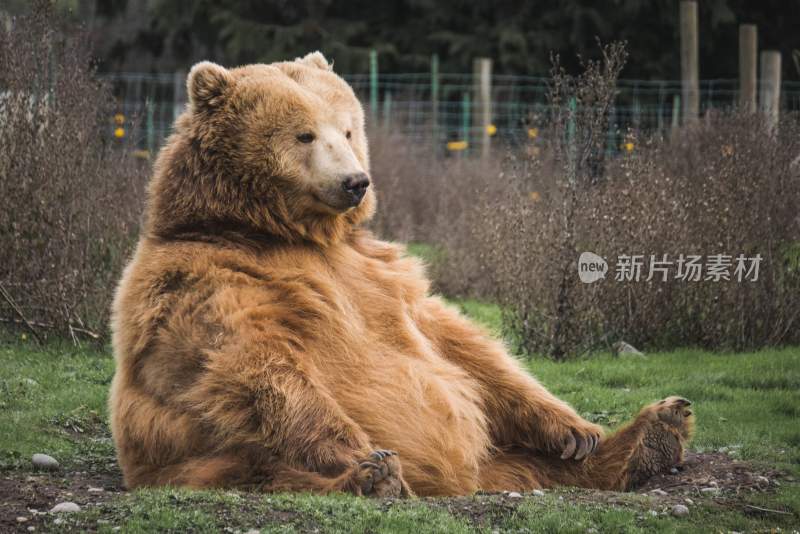 野生动物棕熊北极熊