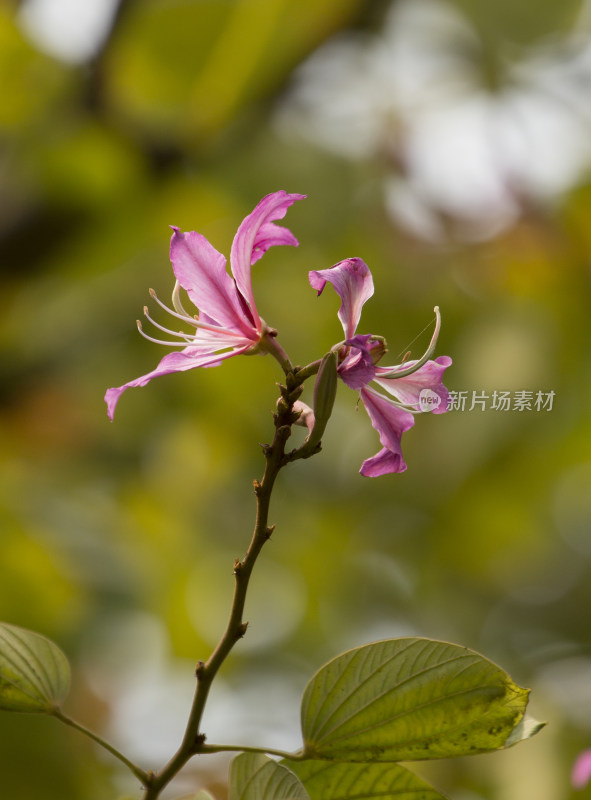 春天百花盛开