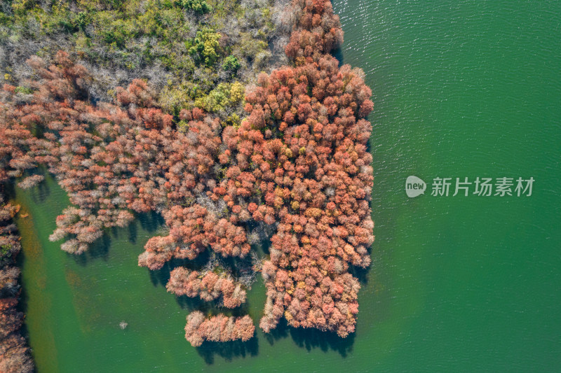 深圳大山陂水库水杉林秋色