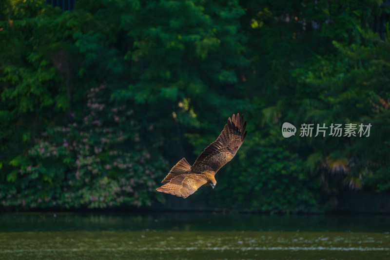 老鹰飞在半空中特写