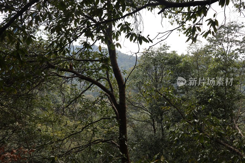 茂密树林山林自然景观