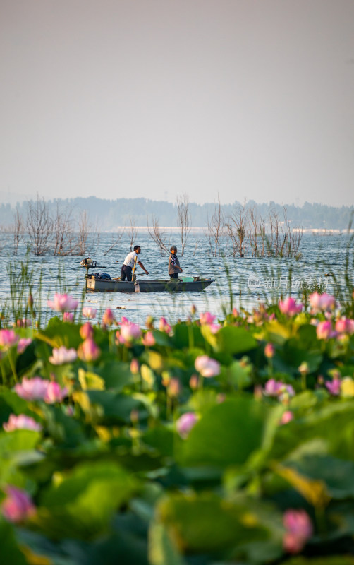 池塘湖泊湿地里的荷塘荷花