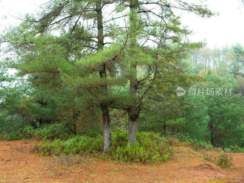 云南腾冲和顺古镇山间秋日松林