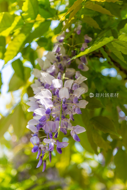 盛开的紫藤花特写