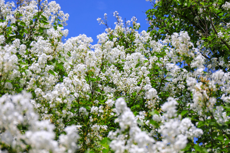 北京天坛公园丁香花