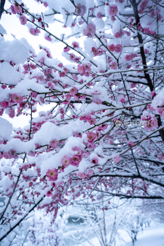 雪后的梅花很美