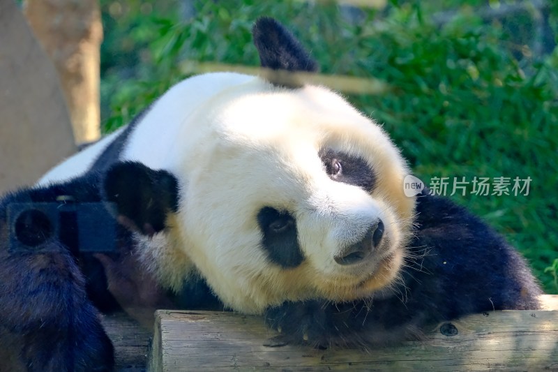 紫清湖动物园的大熊猫