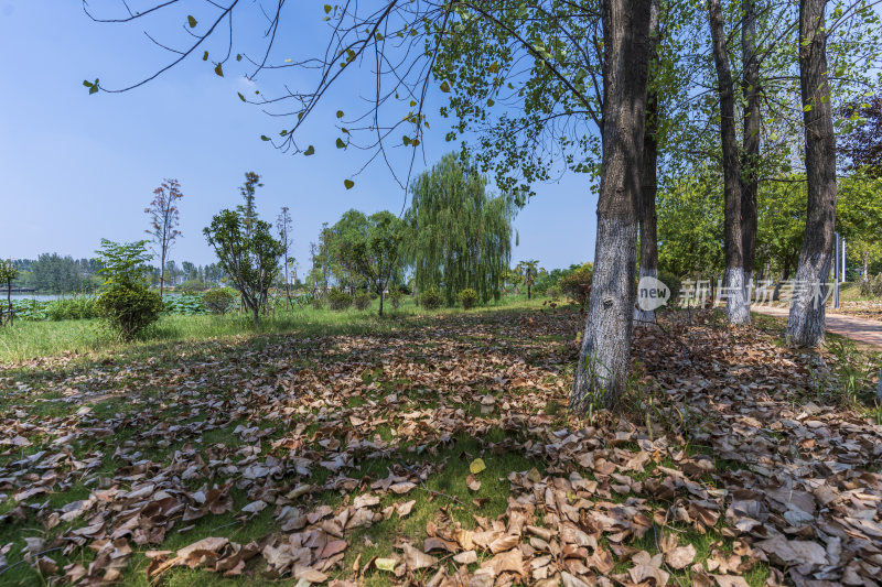 武汉江夏区汤逊湖壹号湿地公园风景