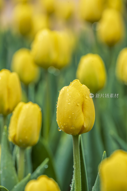 郁金香花