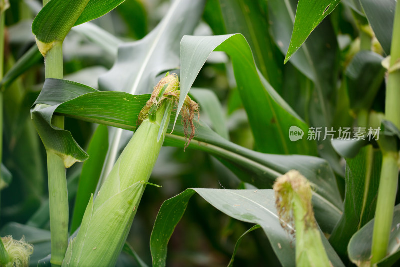 还未成熟的鲜嫩玉米棒在生长