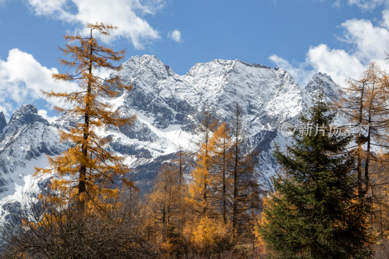 川西秋色，雪山与金色松林