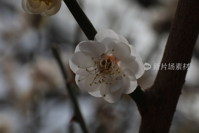 梅花系列