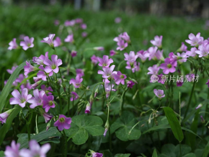 春天绿色的草地和盛开的紫色鲜花的风景