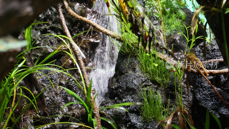 热带雨林景观热带植物瀑布流水