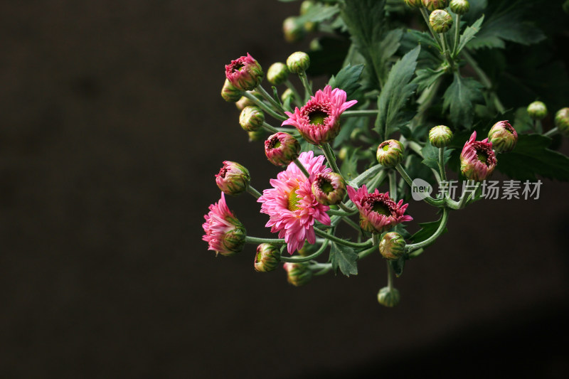 菊花鲜花实拍素材