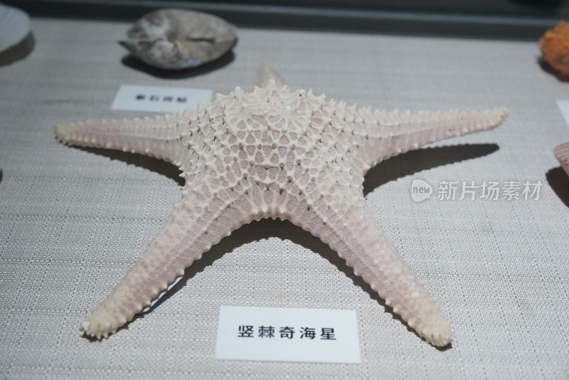 海洋馆中展示的竖棘奇海星标本