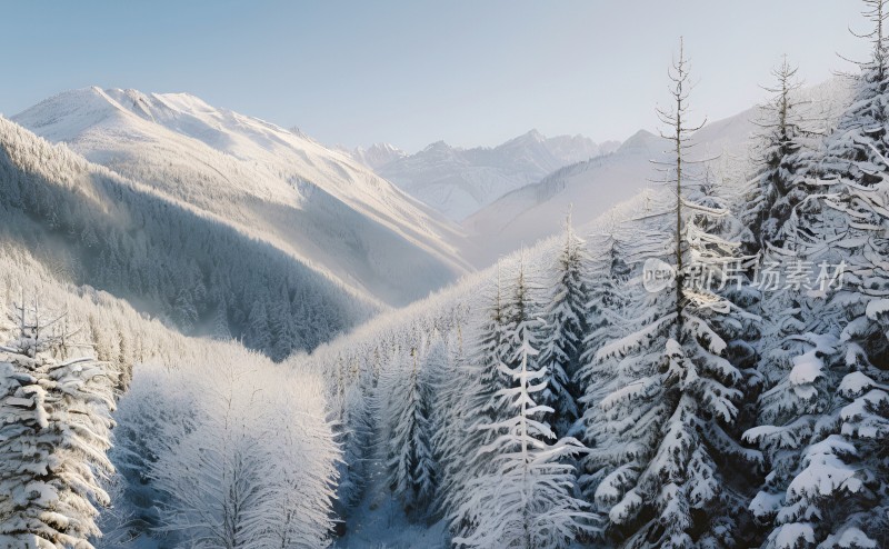 冬季森林白雪覆盖风景