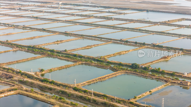 水产养殖：廉江市龙营围万亩虾田