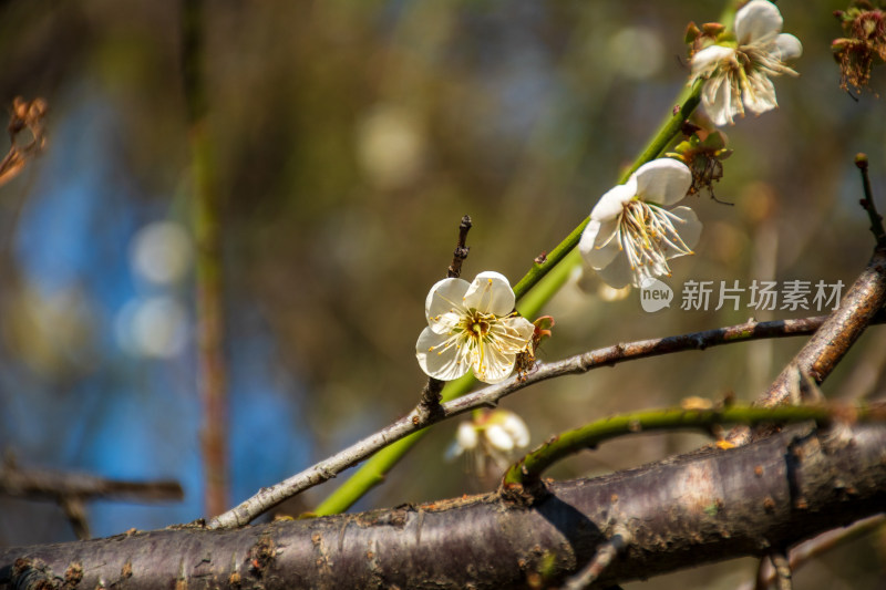 树枝上盛开的白色梅花特写