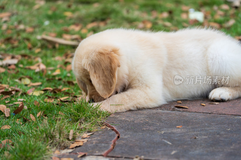 趴在地上玩树枝的金毛幼犬