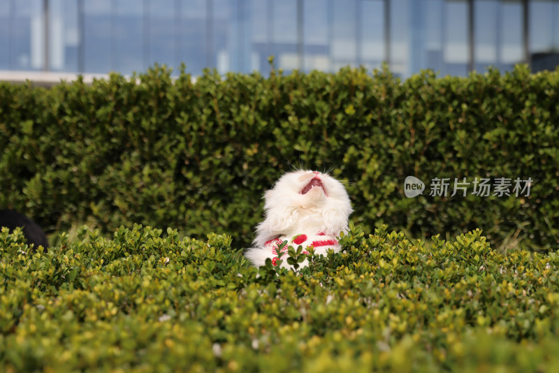 草丛里翘首以盼的乳白英国长毛猫肖像