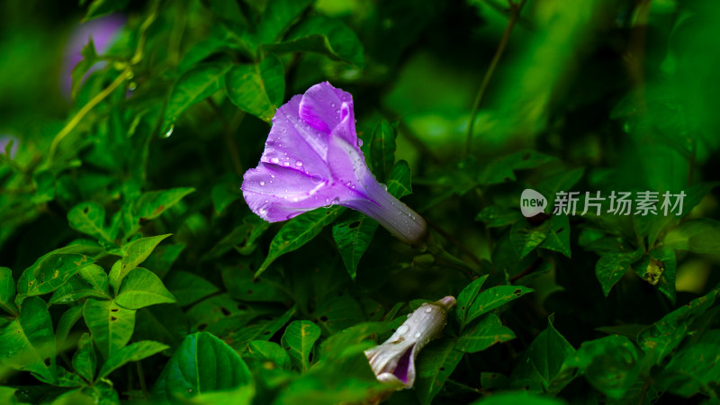 雨后清新牵牛花