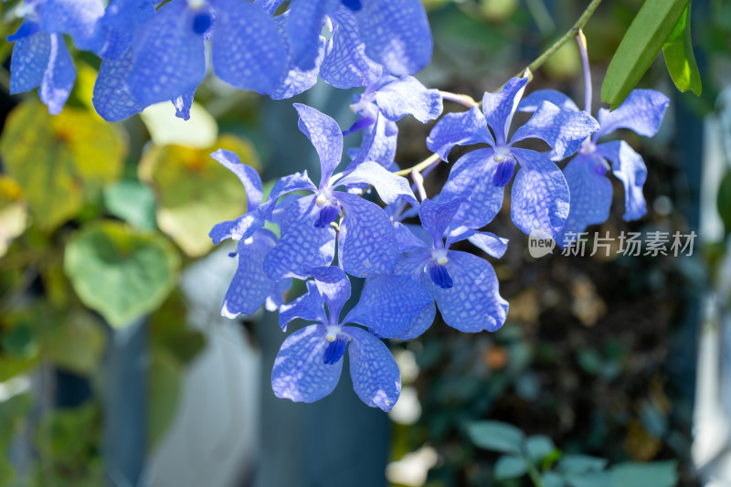 蓝色开花植物蝴蝶兰