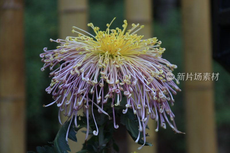 金丝菊 黄色菊花 橙色菊花 