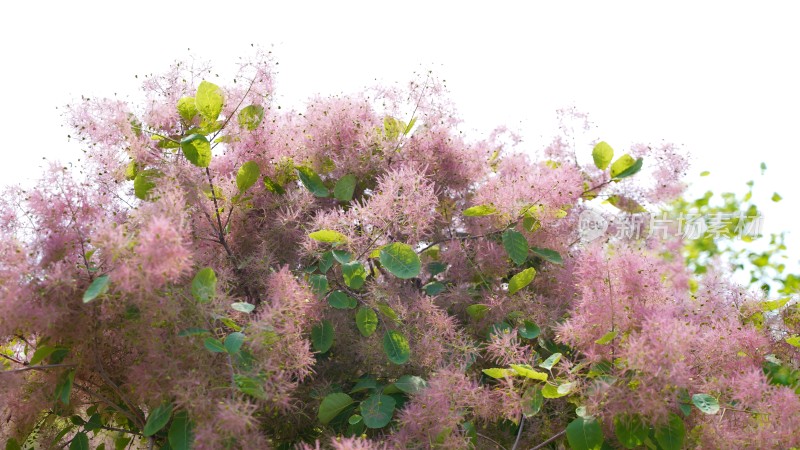 花草植物素材——黄栌花