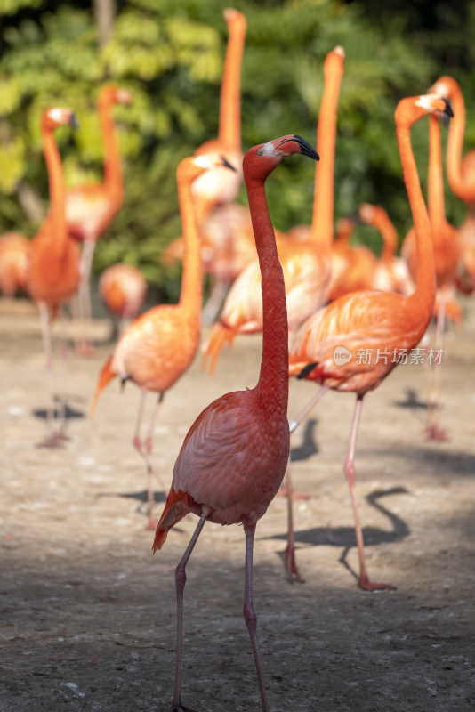 广州长隆野生动物园里的美洲红鹳火烈鸟